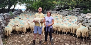 Local sheep shearers fund-raising to help Balkans farmers