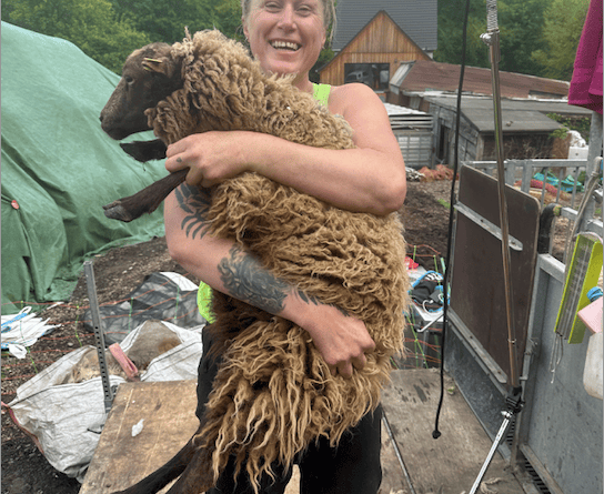 Farmers in the Balkans need help to keep on top of shearing their sheep.