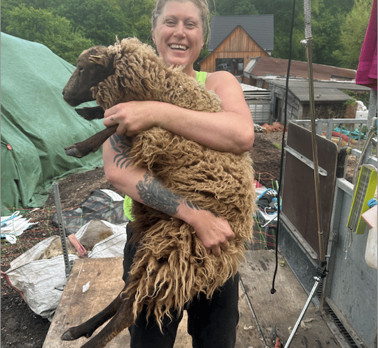 Farmers in the Balkans need help to keep on top of shearing their sheep.