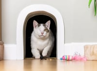 One-eyed rescue cat given 'office' at new forever home