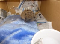 “Tiny” hedgehog saved by resident during Somerset cold snap