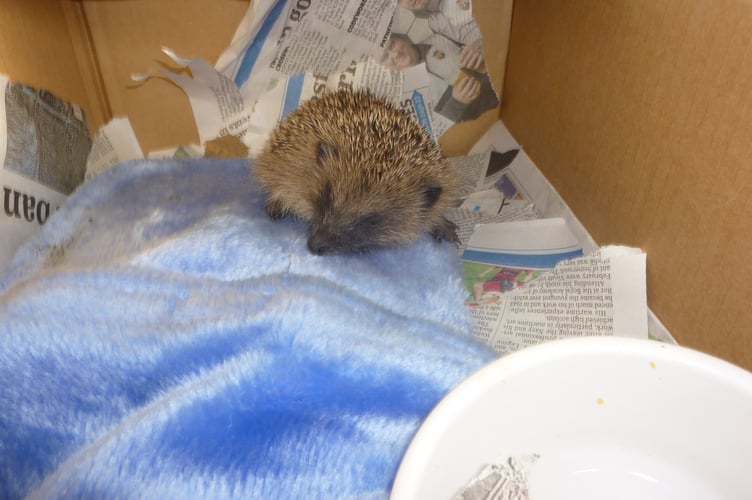 Angela gave the 'hoglet' a fleecy hot water bottle to stay warm