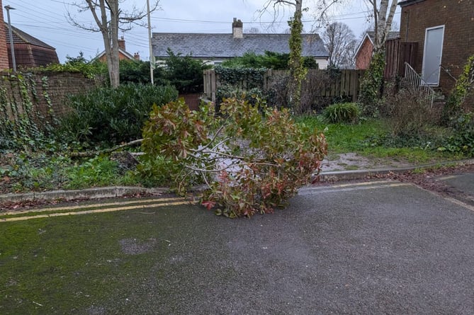 One of the many trees which have come down across Somerset