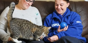 RSPCA record huge surge in number of pets left abandoned at Christmas