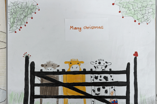 The winning designs in MP Rachel Gilmour's Christmas card design competition for school pupils.