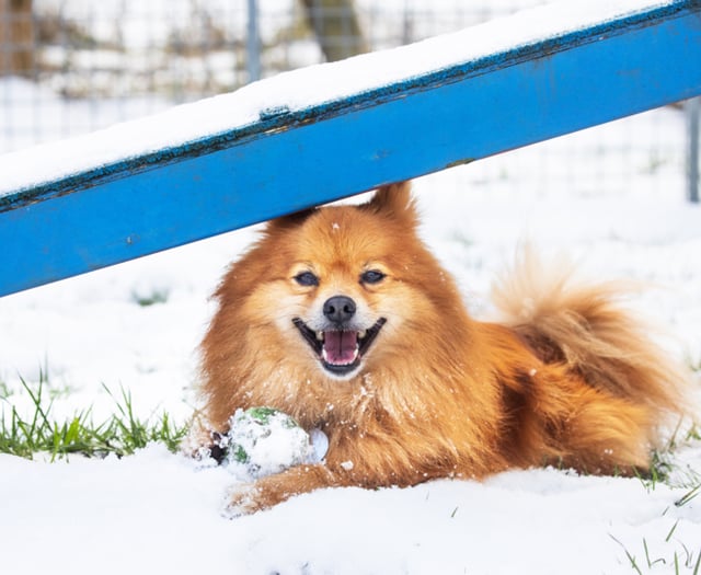 RSPCA issue advice on keeping animals safe during cold snap