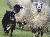 Farm animals in South West worth £225 injured or killed in dog attacks