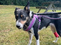 Vet rebuilds sheepdog's mouth after her jaw was smashed by a car