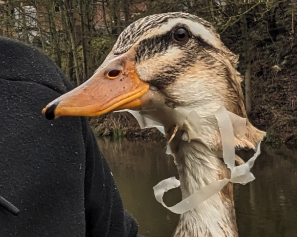 Somerset in the ‘top ten’ for litter-affected animals